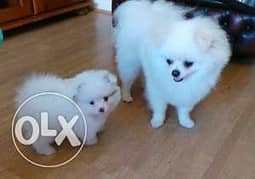 WhatsApp +971 50 601 2695  Only Playful Pomeranian Puppies Ready now 0