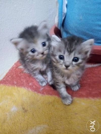 Siberian kittens 2