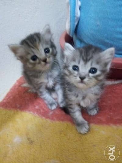 Siberian kittens 3