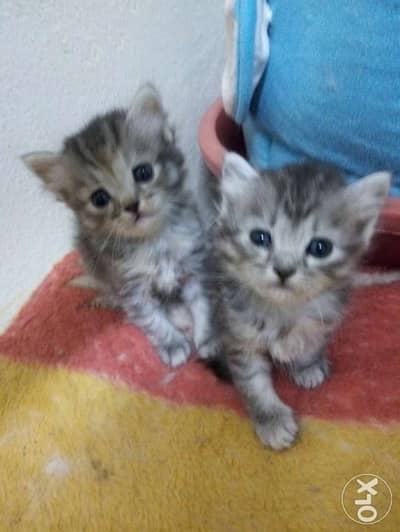 Siberian kittens 4