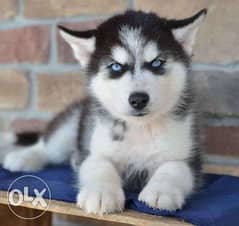 AKC Siberian Husky puppies available 0