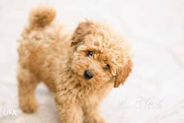 Intelligent Toy poodle puppy for sell 0