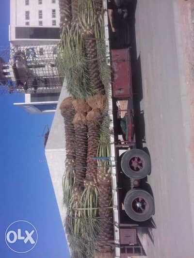 Al Sebaei Nurseries Supply of Palms Arabic & Ashtana 1