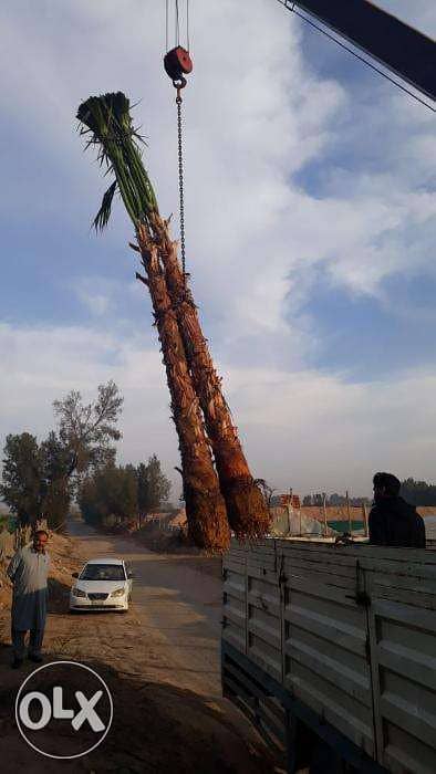 Al Sebaei Nurseries Supply of Palms Arabic & Ashtana 3