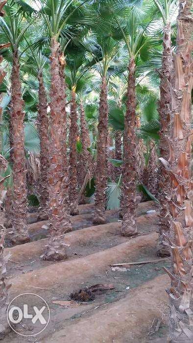 Al Sebaei Nurseries Supply of Palms Arabic & Ashtana 4