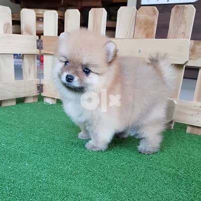 Pomeranian teacup puppy available for sale 0