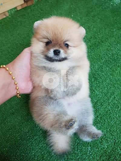 Pomeranian teacup puppy available for sale 1