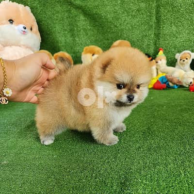amazing Pomeranian TeaCup Real picture 0
