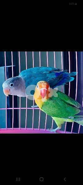 each african fisher birds parrots 2