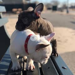 Male and female French Bulldog for sale 0