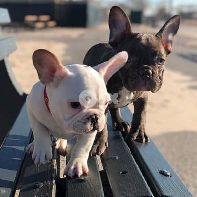 Male and female French Bulldog for sale 1