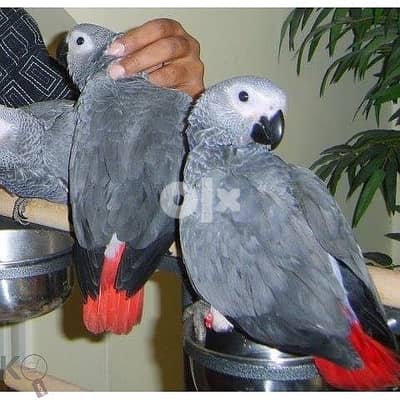 AFRICAN GREY PARROTS FOR FREE ADOPTION 0