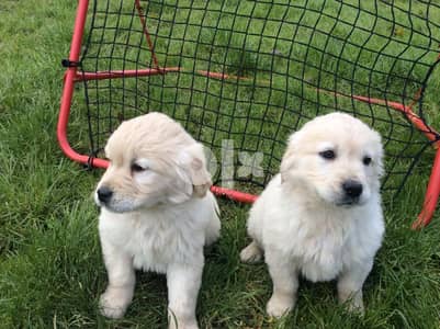 (Whatsapp Me +972598818484) Two lovely Lovely Golden Retriever Puppies 0
