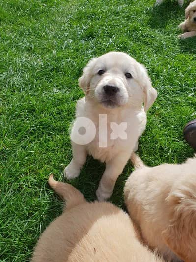 (Whatsapp Me +972598818484) Two lovely Lovely Golden Retriever Puppies 1