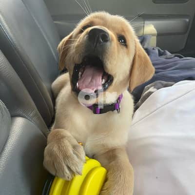 Labrador Retriver Puppies To Adopt 6