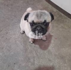 pug puppy for sale 0