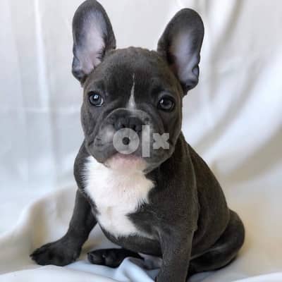 French Bulldog puppy for sale 0