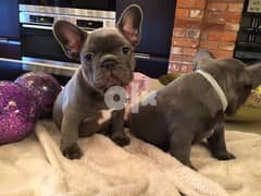 Adorable male and female french Bulldog pups 0