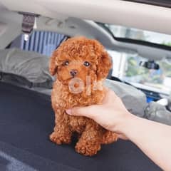 poodle puppy for sale 0