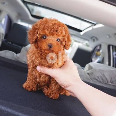 poodle puppy for sale 1