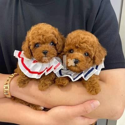 Male and female poodle for sale 0