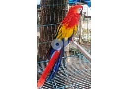 Cockatoos,Macaws,Amazon